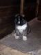 Akita Puppies for sale in Crestwood, KY 40014, USA. price: NA