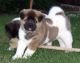Akita Puppies for sale in New Orleans, LA, USA. price: $400