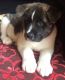 Akita Puppies for sale in Palm Springs, CA 92262, USA. price: $500