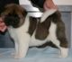 Akita Puppies for sale in Orange County, CA, USA. price: NA