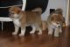 Akita Puppies for sale in FL-436, Casselberry, FL, USA. price: NA