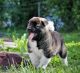 Akita Puppies for sale in St Ann, MO, USA. price: NA