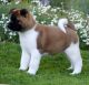 Akita Puppies for sale in Halifax, PA, USA. price: NA