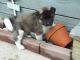 Akita Puppies for sale in Tecate, CA 91987, USA. price: NA