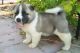 Akita Puppies for sale in San Bernardino, CA, USA. price: $500