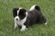 Akita Puppies for sale in Mound, MN 55364, USA. price: NA
