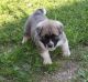 Akita Puppies for sale in 95222 Horizon Dr, Gold Beach, OR 97444, USA. price: $500