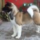 Akita Puppies for sale in Bath Springs, TN 38311, USA. price: NA