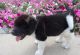 Akita Puppies for sale in Orlando, FL, USA. price: NA
