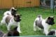 Akita Puppies for sale in Allen St, New York, NY 10002, USA. price: NA