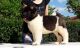 Akita Puppies for sale in Bozeman, MT, USA. price: $650