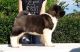 Akita Puppies for sale in Bozeman, MT, USA. price: NA