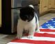 Akita Puppies for sale in Brunswick, OH 44212, USA. price: NA