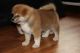 Akita Puppies for sale in CA-1, Mill Valley, CA 94941, USA. price: NA