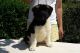 Akita Puppies for sale in Tinley Park, IL, USA. price: NA