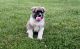 Akita Puppies for sale in Jacksonville, FL, USA. price: NA