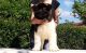 Akita Puppies for sale in Shawnee, OK, USA. price: $500