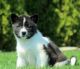 Akita Puppies for sale in Brooklyn, NY, USA. price: NA