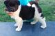 Akita Puppies for sale in Vancouver, WA, USA. price: NA