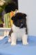 Akita Puppies for sale in S First Colonial Rd, Virginia Beach, VA 23454, USA. price: NA