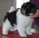 Akita Puppies for sale in Virginia Beach, VA, USA. price: NA