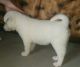 Akita Puppies for sale in Louisiana Blvd NE, Albuquerque, NM, USA. price: $350