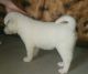 Akita Puppies for sale in Florence, KY, USA. price: NA