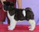 Akita Puppies for sale in Rowland, PA, USA. price: NA