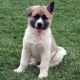 Akita Puppies for sale in San Francisco, CA, USA. price: NA