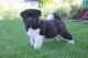 Akita Puppies for sale in Florida City, FL, USA. price: NA