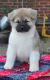 Akita Puppies for sale in Texas City, TX, USA. price: NA