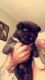 Akita Puppies for sale in Chicago Heights, IL, USA. price: NA