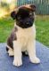 Akita Puppies for sale in Duluth, GA, USA. price: NA