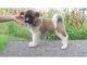Akita Puppies for sale in CA-111, Rancho Mirage, CA 92270, USA. price: NA