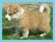 Akita Puppies for sale in Warrenton Way, Colorado Springs, CO 80922, USA. price: NA