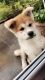 Akita Puppies for sale in Fernandina Harbor Marina, Fernandina Beach, FL 32034, USA. price: NA