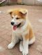Akita Puppies for sale in Reynoldsville, PA 15851, USA. price: NA