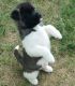 Akita Puppies for sale in FL-535, Orlando, FL, USA. price: $400