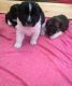Akita Puppies for sale in Belton Honea Path Hwy, Belton, SC 29627, USA. price: NA
