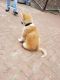 Akita Puppies for sale in Brownfield, TX 79316, USA. price: NA