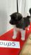 Akita Puppies for sale in Alabama Ave, Paterson, NJ, USA. price: NA