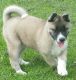 Akita Puppies for sale in Crownsville, MD 21032, USA. price: NA