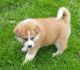 Akita Puppies for sale in Maryland Line, MD 21105, USA. price: NA