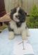 Akita Puppies for sale in Cottage City Rd, Canandaigua, NY 14424, USA. price: NA