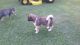 Akita Puppies for sale in AL-157, Florence, AL, USA. price: $800