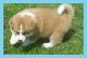 Akita Puppies for sale in Reynoldsville, PA 15851, USA. price: NA