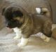 Akita Puppies for sale in Charleston, SC, USA. price: NA