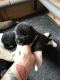 Akita Puppies for sale in Los Angeles River Greenway Trail, Los Angeles, CA 90031, USA. price: NA