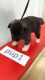 Akita Puppies for sale in Colorado Springs, CO 80915, USA. price: $400