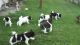 Akita Puppies for sale in Florida, NY, USA. price: NA